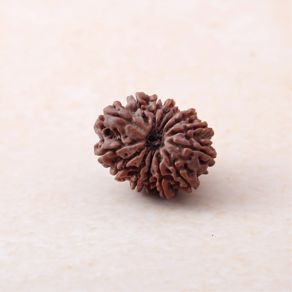 Siddh 14 Mukhi Rudraksha
